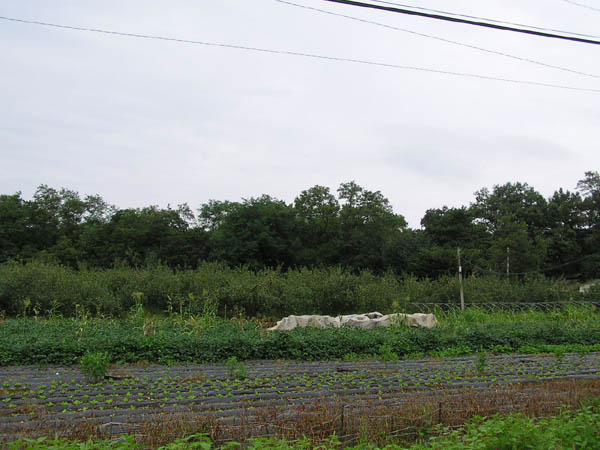 ankim04-9z90.jpg