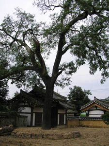 ankim04-9z93.jpg